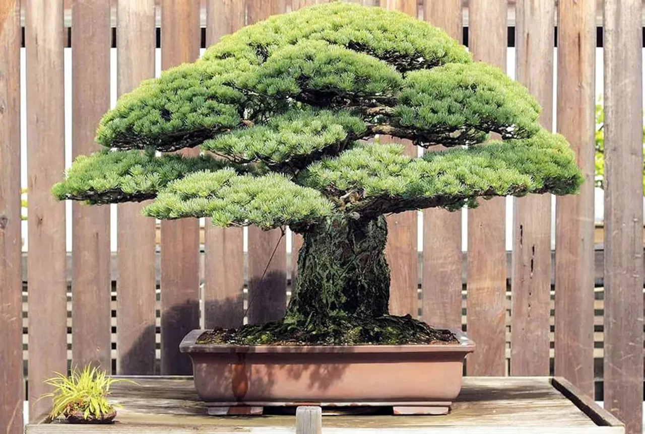 World Most Expensive Tree: यह है दुनिया का सबसे कीमती पेड़, कीमत सुनकर उड़ जाएंगे होश, जानिए इसकी खासियत