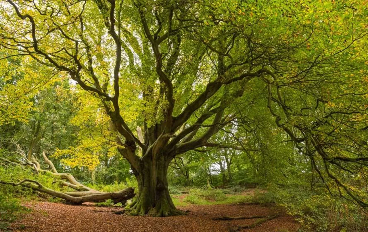 World's Most Expensive Tree: ये है दुनिया का सबसे महंगा पेड़, कीमत जानकर हैरत में पड़ जाएंगे आप, पढ़े पूरी रिपोर्ट