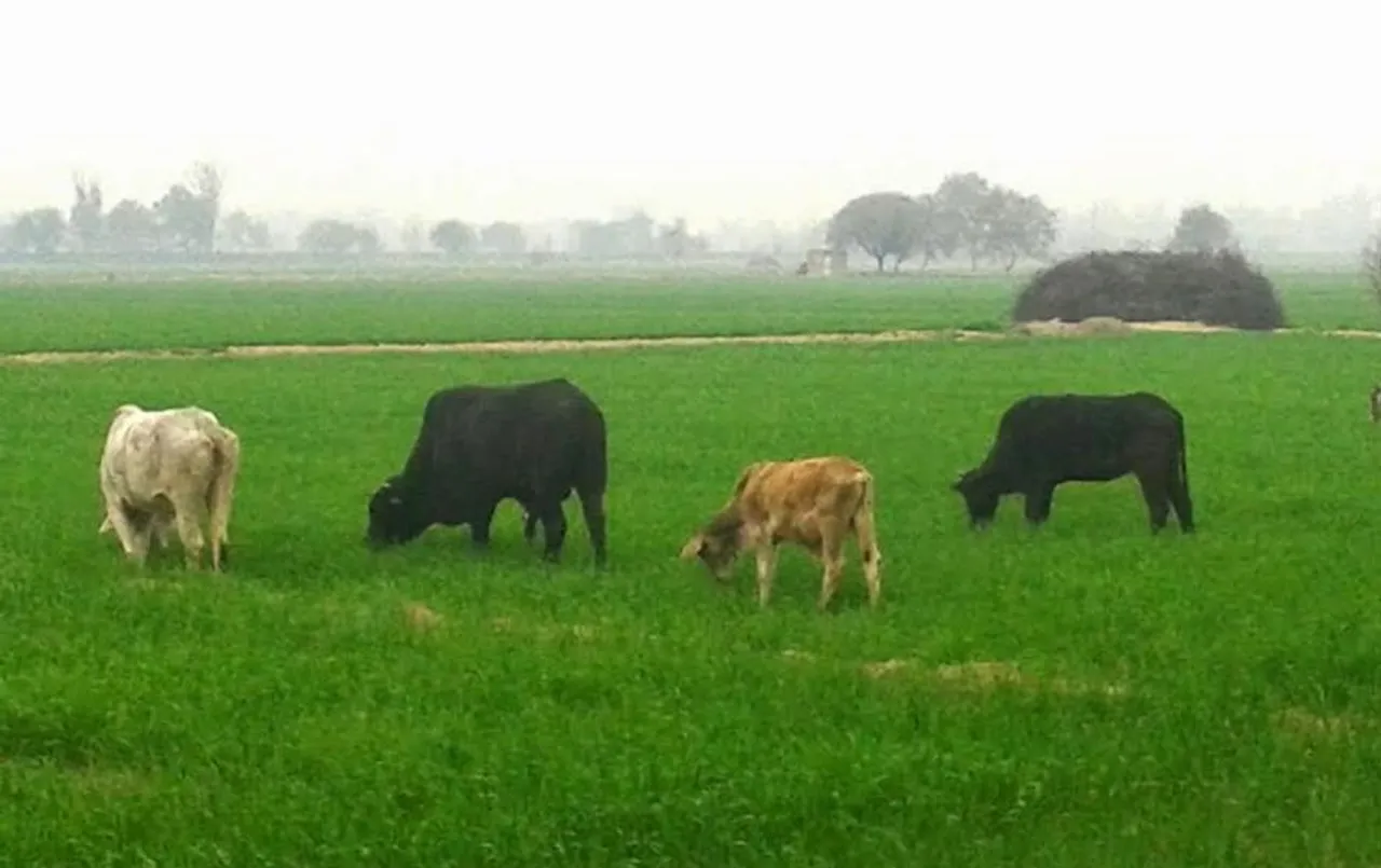 CM Khet Suraksha Yojana: उत्तर प्रदेश सरकार लाएगी ‘खेत सुरक्षा योजना’, किसानों को मिलेगी अवारा जानवरों से निजात