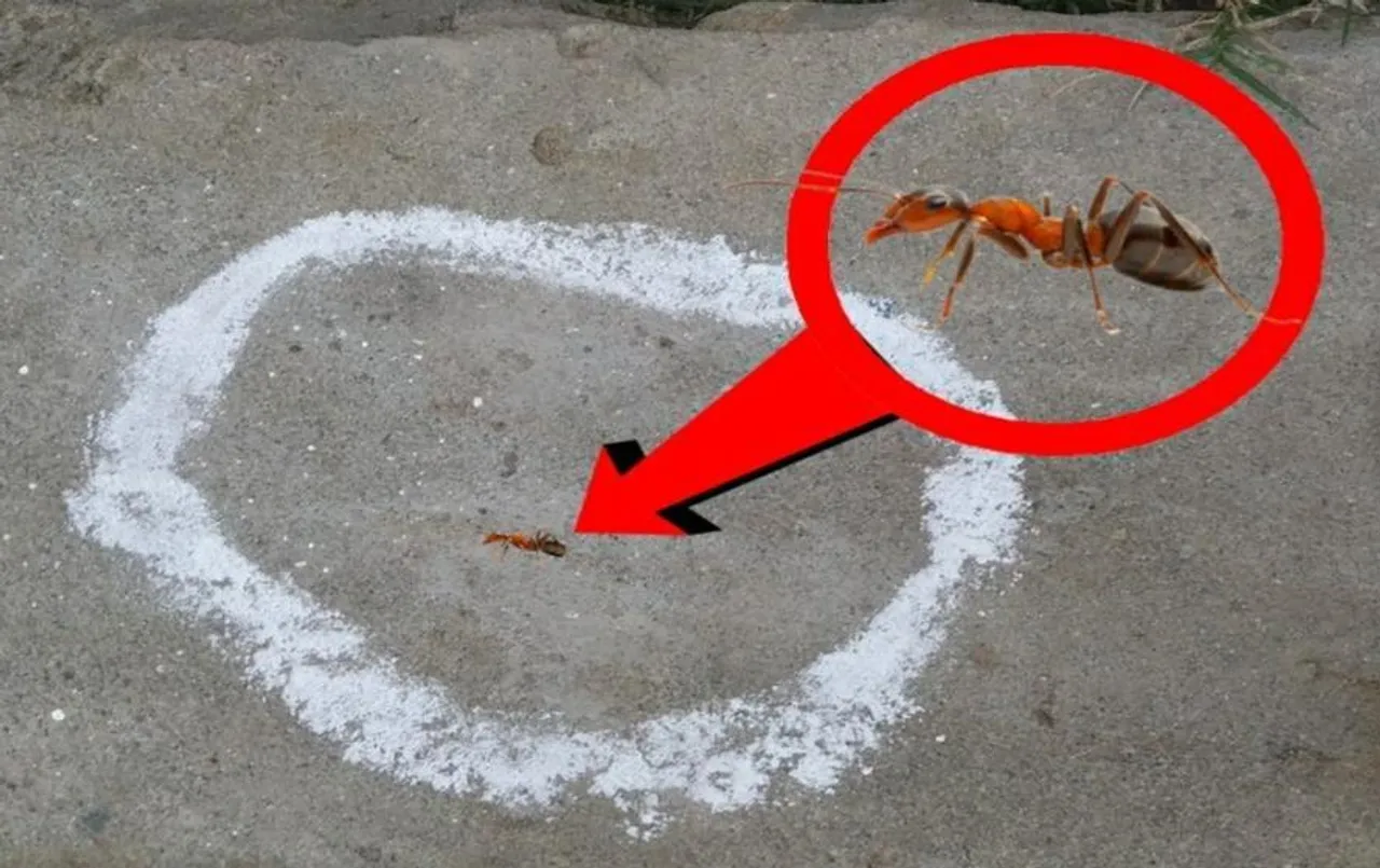 Lakshman Rekha: लक्ष्मण रेखा की लाइन पार करते ही क्यों मर जाती हैं चीटियां? इसमें ऐसा क्या होता है?