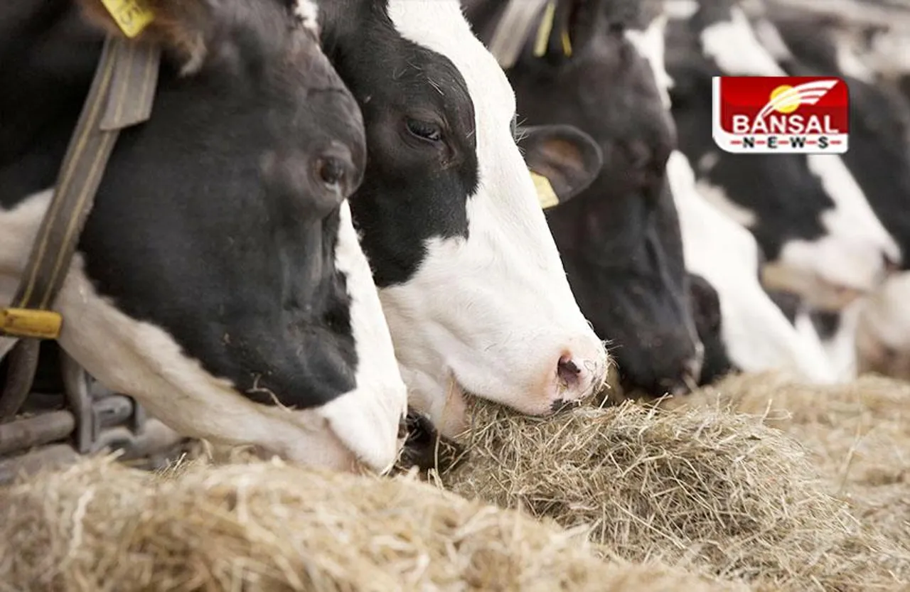 Karnataka: जब बैल, भैंस को काटा जा सकता है तो गाय काटने में क्या गलत? पशुपालन मंत्री ने दिया विवादित बयान