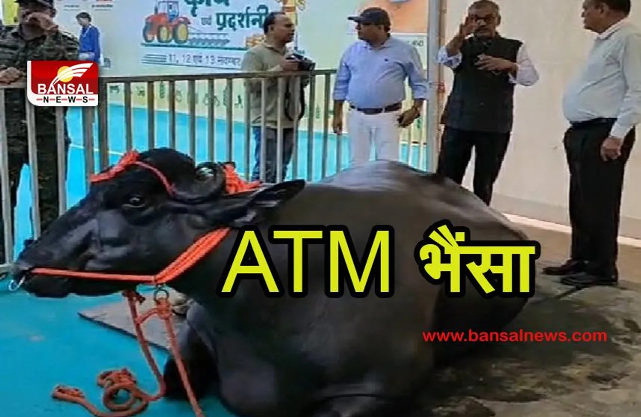 Morena News: एक भैंसा ऐसा 12 बंदूकधारी करते हैं सुरक्षा, महीने में कमाता है इतने लाख रुपए