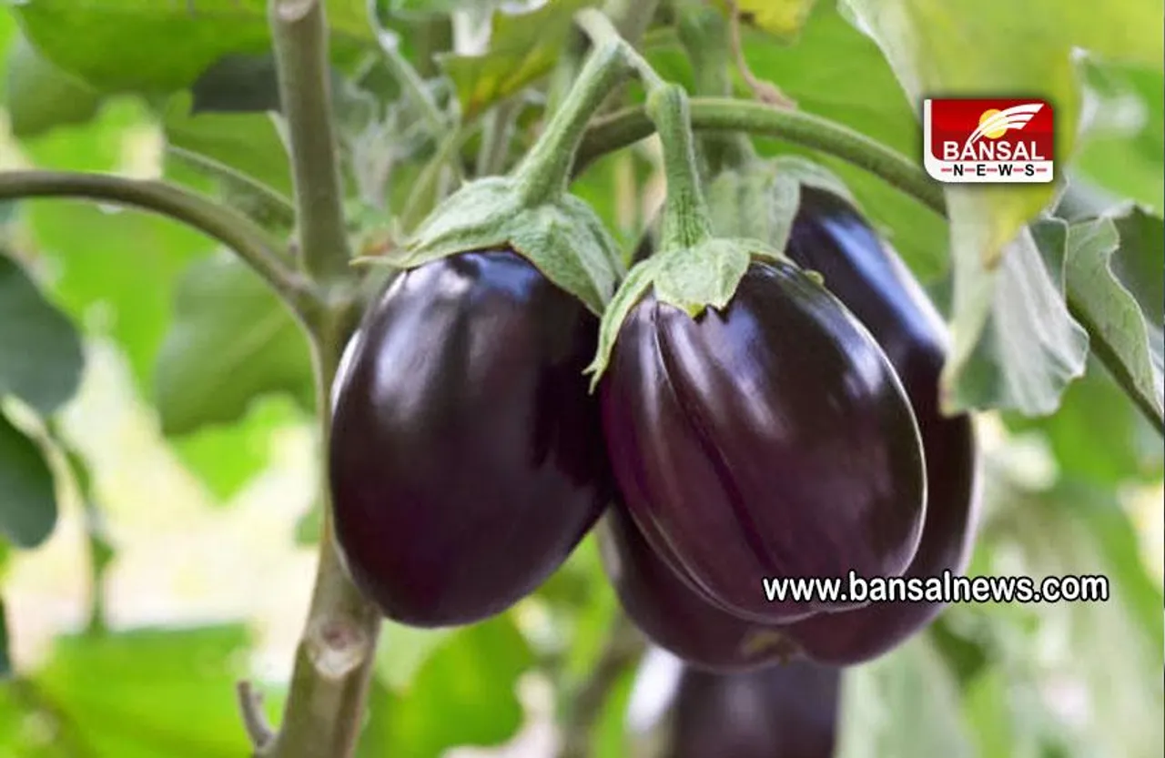 Brinjal Side Effects : क्यों बैंगन कम खाना चाहिए, जानें कारण