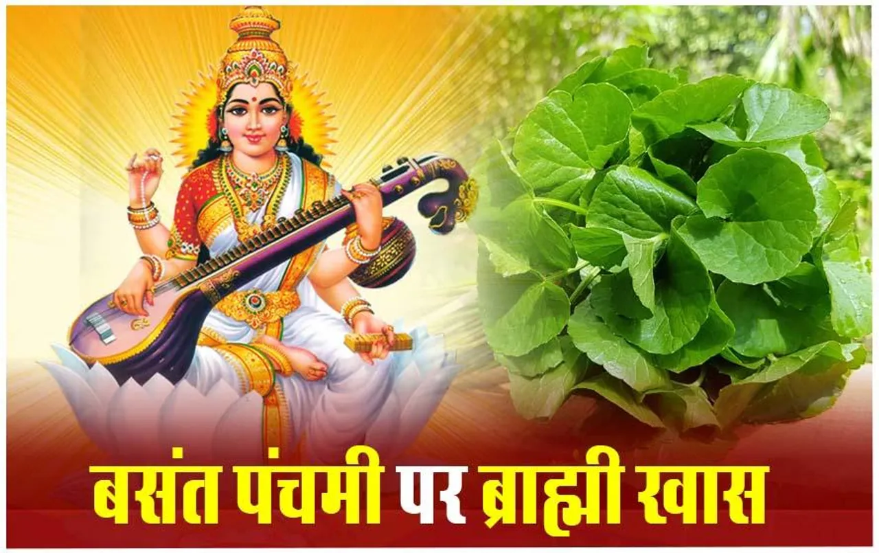 Basant Panchami 2024: बसंत पंचमी पर क्यों किया जाता है ब्राह्मी का सेवन, बेहद चमत्कारी हैं इसके फायदे