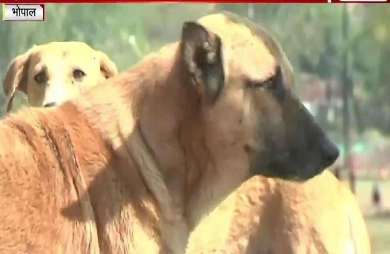 Bhopal Streat Dog : लगेगी आवारा कुत्तों पर लगाम, नगर निगम ने तैयार किया रोड मैप
