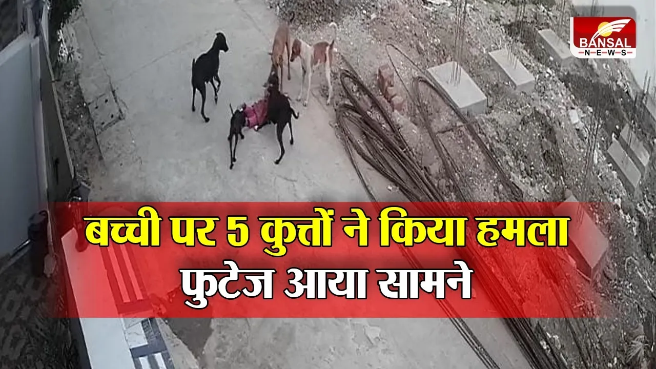 मासूम को 5 आवारा कुत्ते नोंच रहे थे, इस युवक ऐसे बचाई बच्ची की जान, दिल दहला देने वाला Video