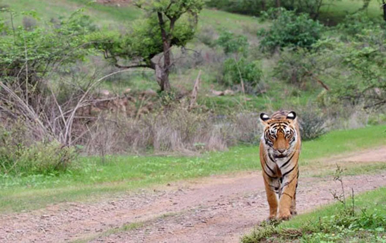 CG News: इस वजह से भोरमदेव अभयारण्य अब नहीं बनेगा टाईगर रिजर्व, हाईकोर्ट ने खारिज की याचिका