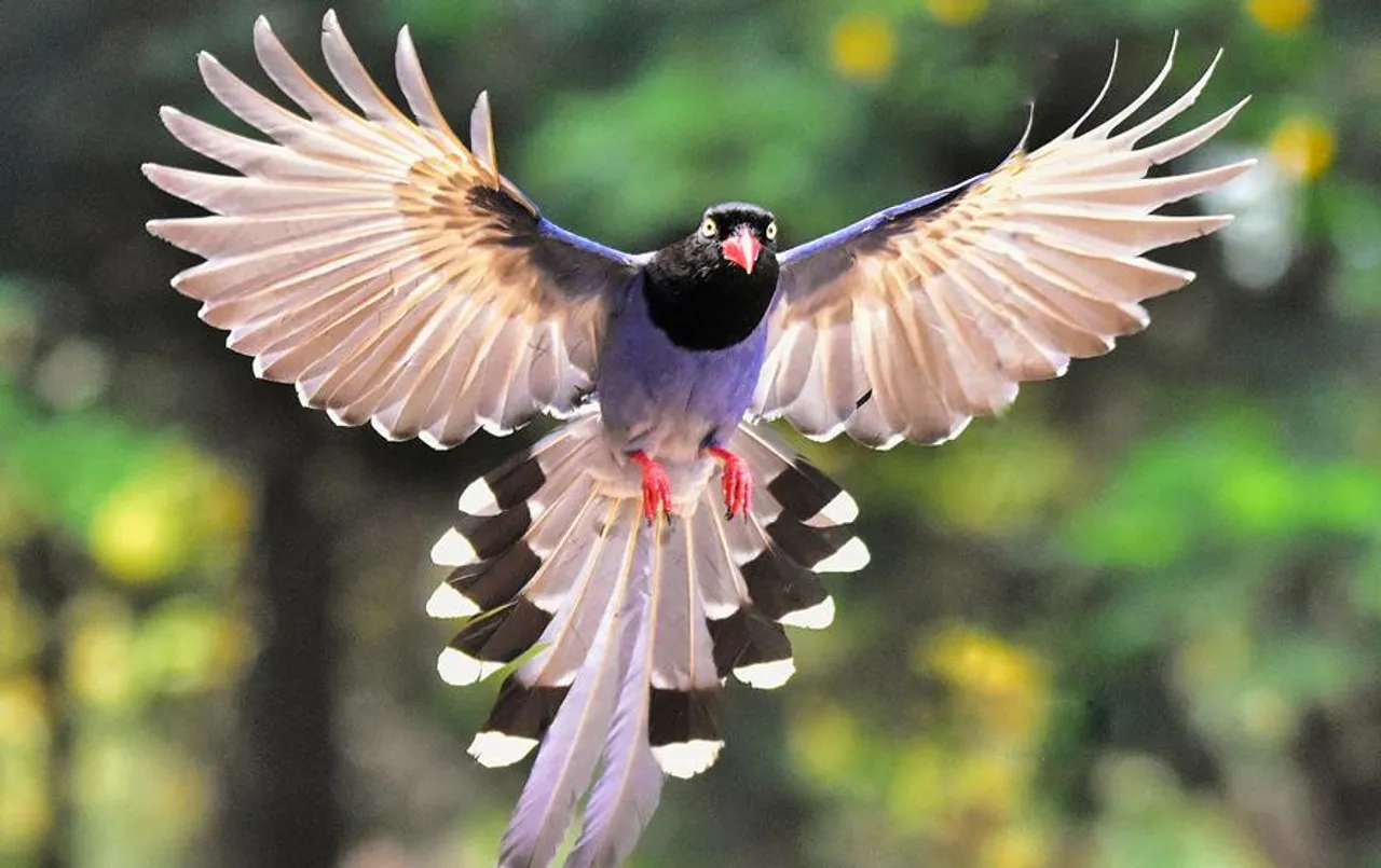 Rajasthan: राजस्थान में बनेंगे 50 पक्षीघर, इतने करोड़ रूपए का बजट मंजूर