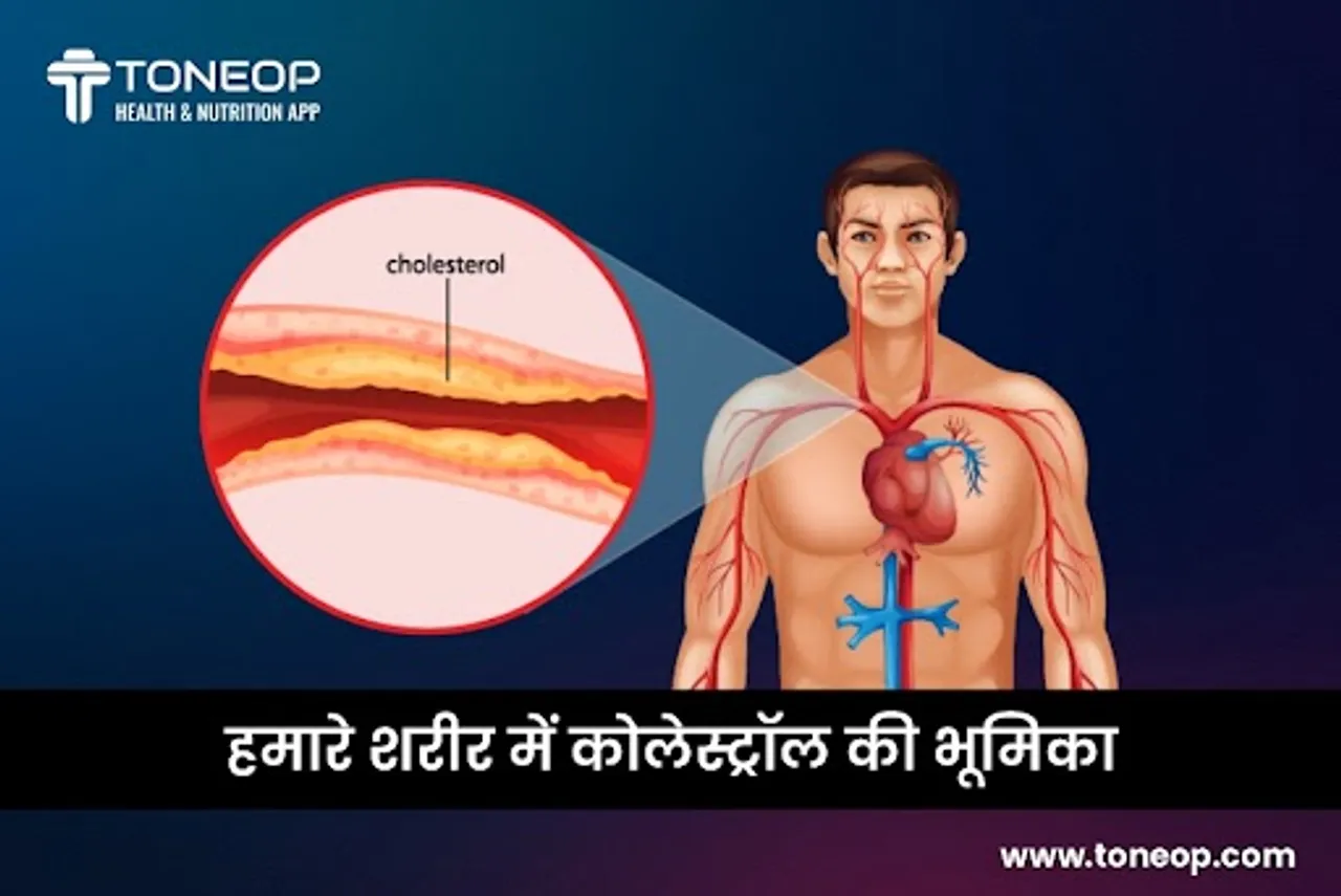 हमारे शरीर में कोलेस्ट्रॉल की भूमिका