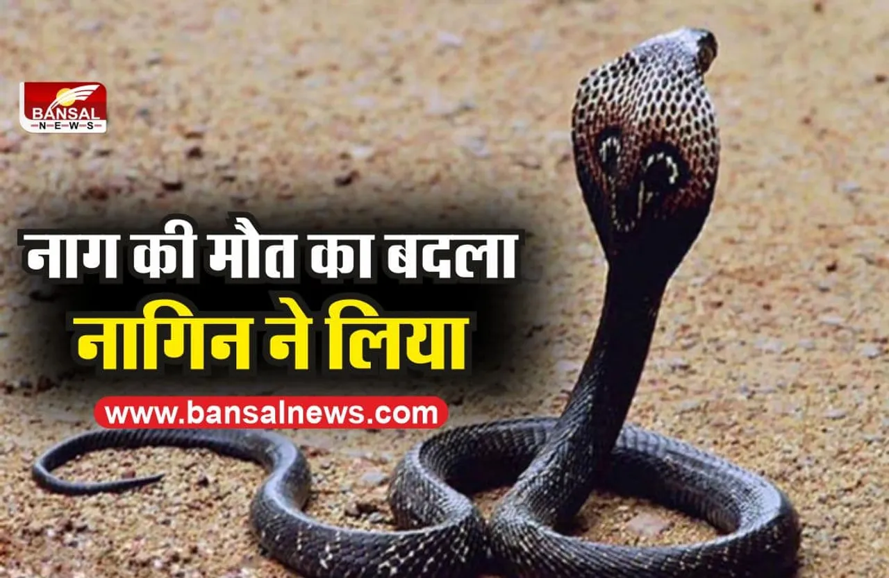 मध्यप्रदेश में पिता ने नाग को मारा तो नागिन ने बेटे की ले ली जान