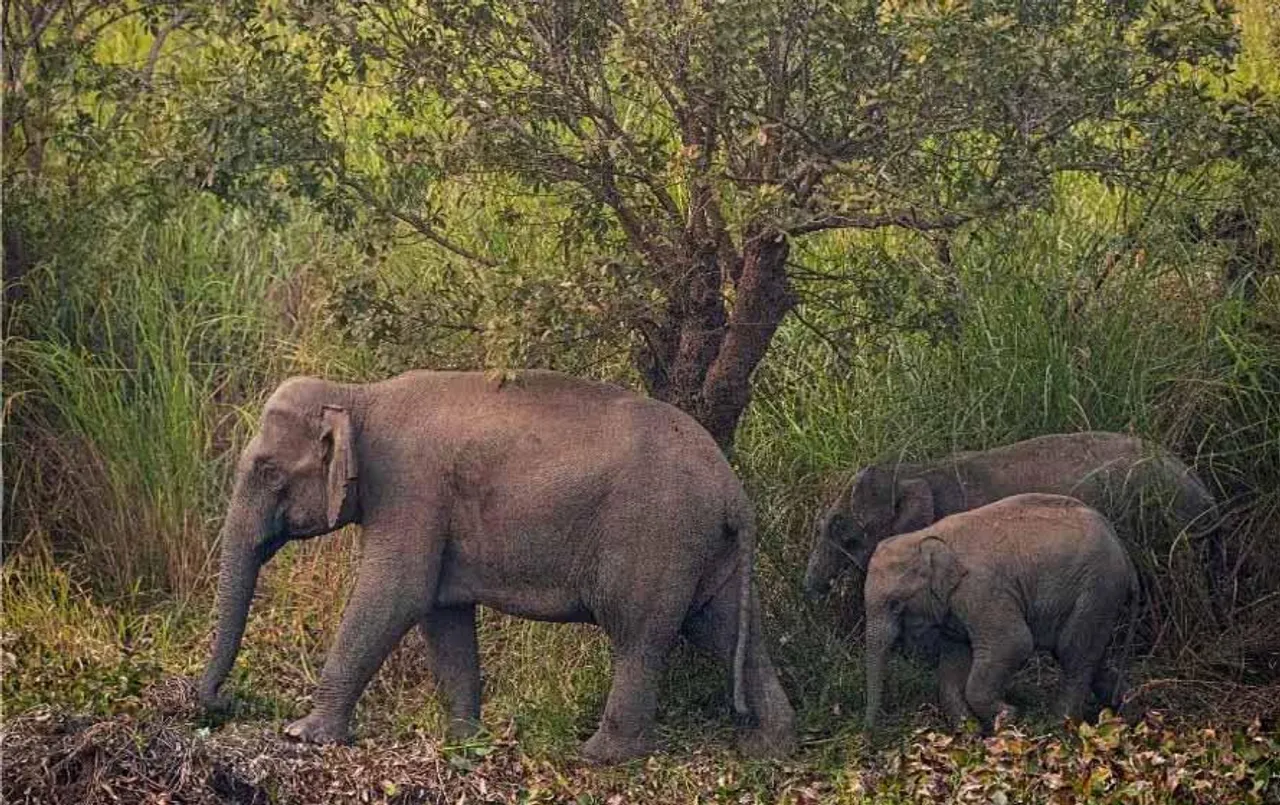 CG News: अभयपुर जंगल में 11 हाथियों ने जमाया डेरा, ग्रामीणों में दहशत का माहौल