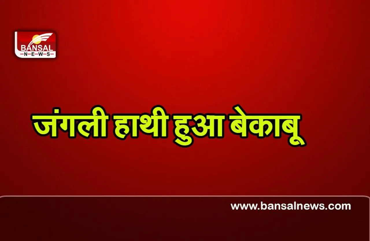 CG News : छत्तीसगढ़ में जंगली हाथी के हमले से एक महिला की दर्दनाक मौत