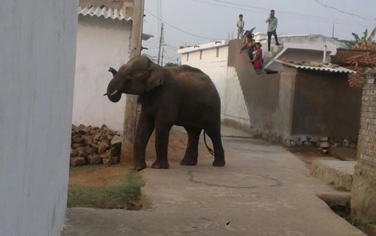 CG News: मरवाही में हाथियों का आतंक, वन विभाग के लिए हाथी बने मुसीबत