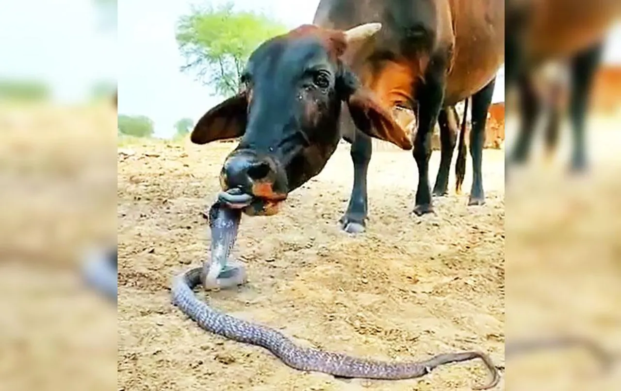 Cobra Cow Love Viral Video: फन फैलाए कोबरा को गाय के बीच दिखा अनोखे प्रेम और विश्वास का मिलन, वीडियो वायरल