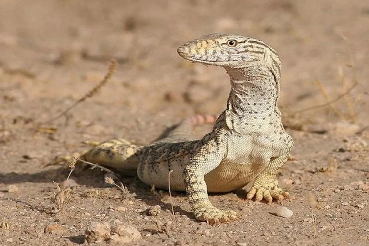 MP Viral News: आदिवासी व्यक्ति सरकारी अफसरों से था परेशान, किया ऐसा काम दंग रह गए अफसर