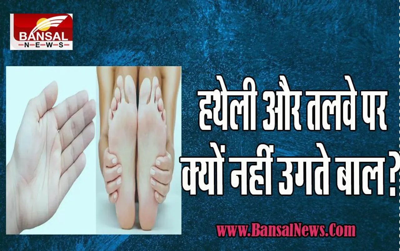 Interesting Fact Hair On Palm And Sole: आखिर हथेलियों पर बाल क्यों नहीं होते ? क्या आपने सोचा है ऐसा क्यों, जानिए इस आर्टिकल में