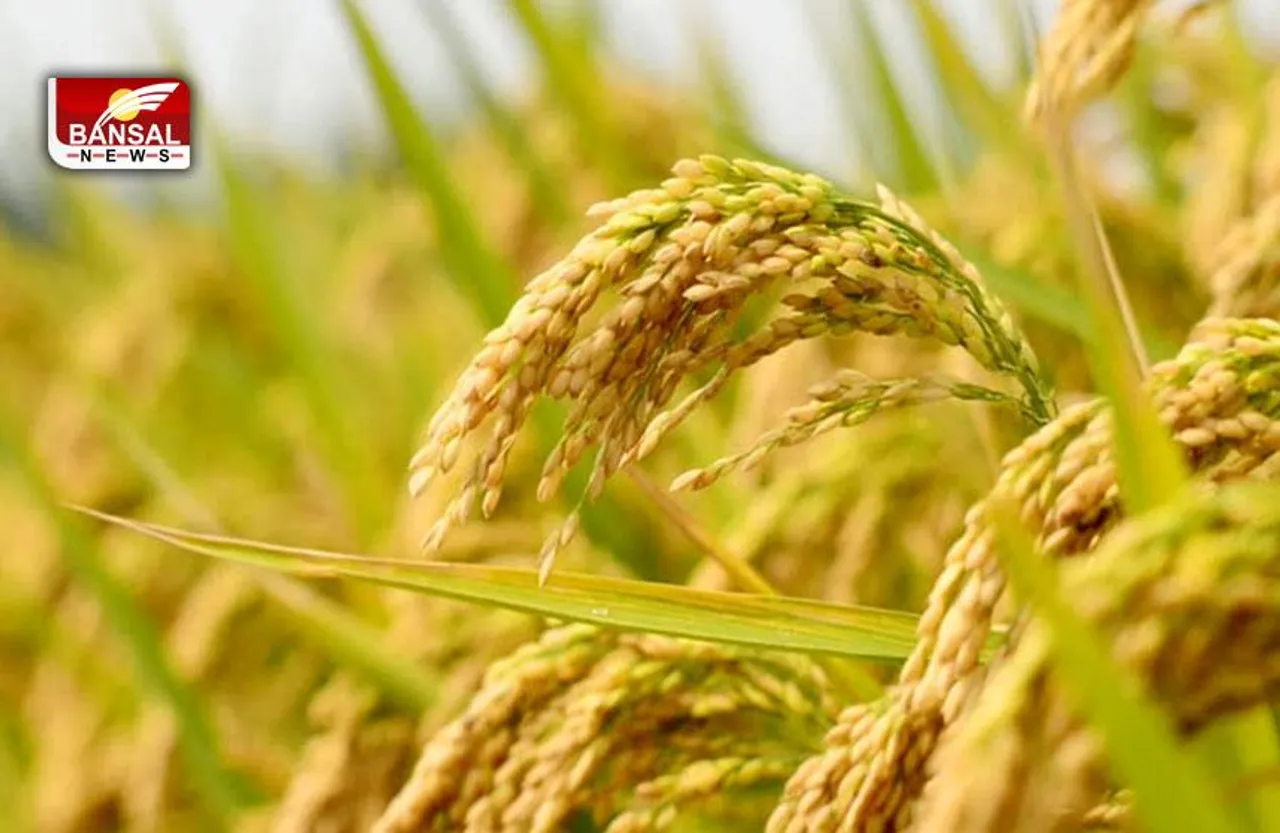 FCI: खरीफ के सीजन में चांवल की होगी बंपर खरीदी, पंजाब से खरीदा जाएगा सबसे अधिक चांवल