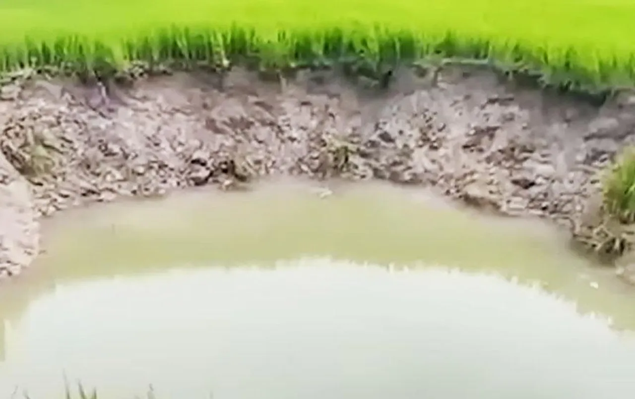 Dhamtari News: खेत में लहलहाती फसल के बीच धंस रही जमीन, ग्रामीण और अधिकारी आश्चर्यचकित