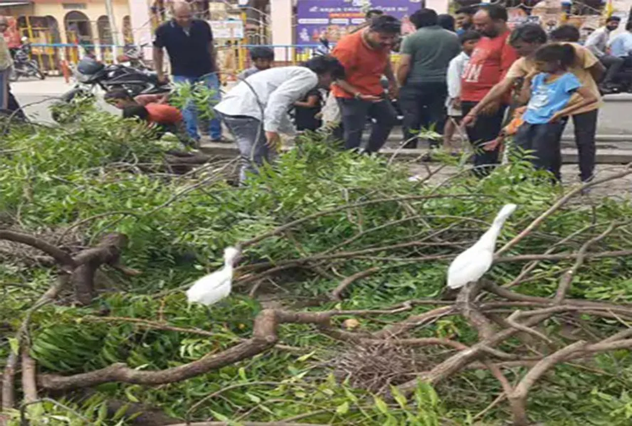 Ratlam News: नगर निगम प्रशासन का संवेदनहीन रवैया, दर्जनों पक्षियों के घोंसले उजाड़े