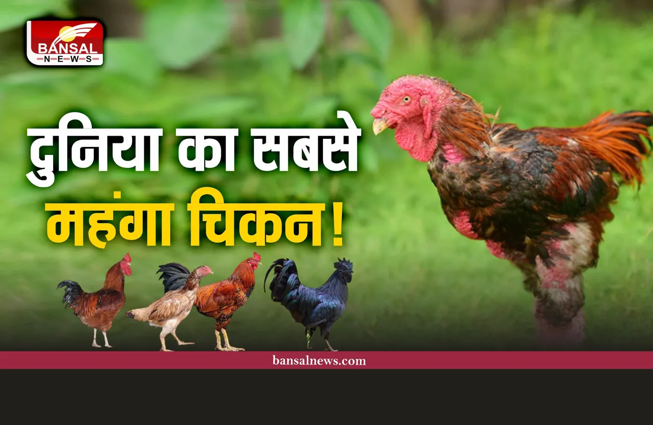 Most Expensive Chicken : दुनिया का सबसे महंगा चिकन! कीमत इतनी की खिसक जाएगी जमीन