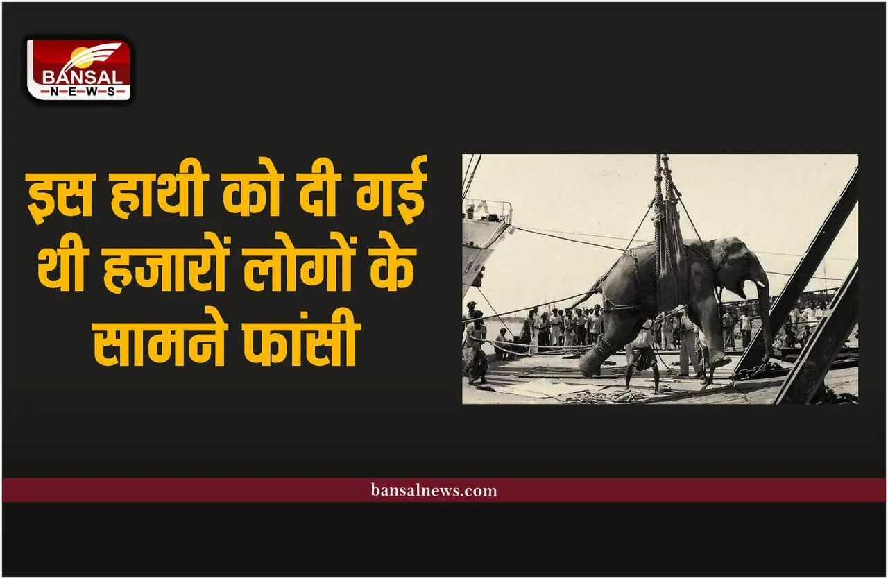 इस हाथी को दी गई थी हजारों लोगों के सामने फांसी, ये था कसूर
