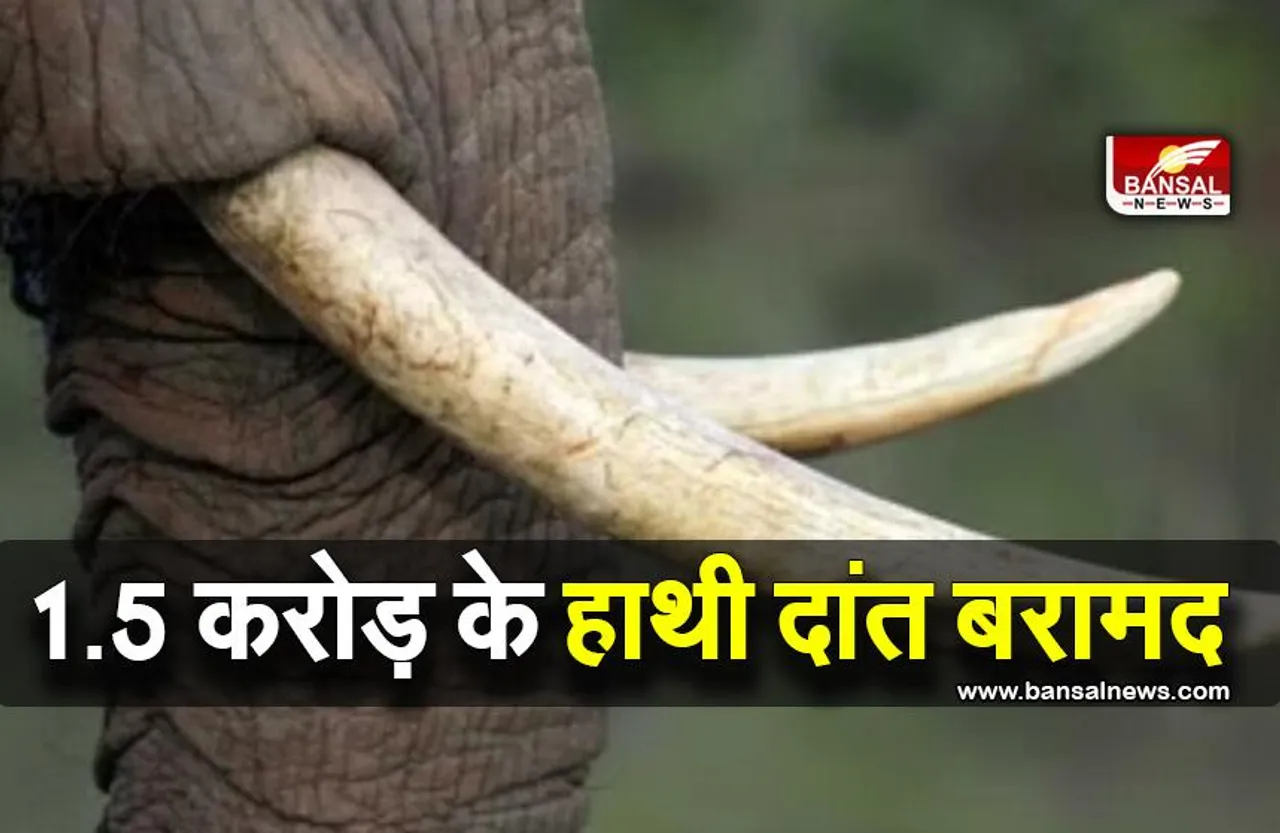 महाराष्ट्र में 1.5 करोड़ रुपये मूल्य के हाथी दांत के साथ दो लोग गिरफ्तार