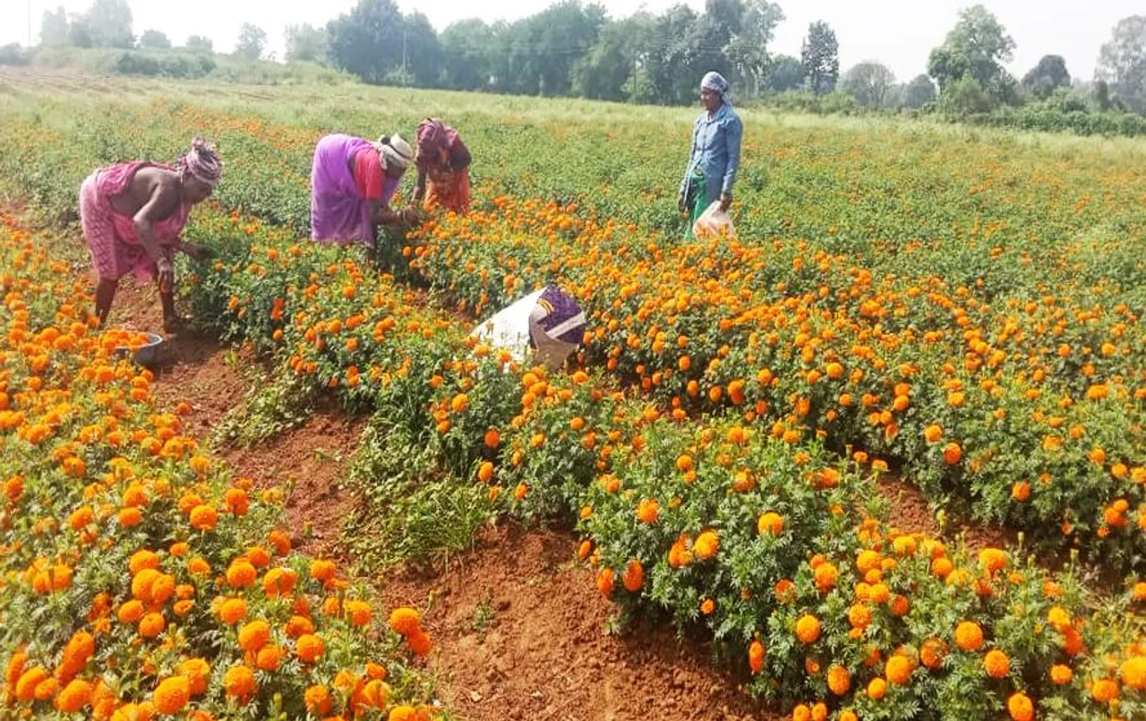 Bastar: फूलों से बदल रही किसानों की तकदीर, 100 एकड़ में बोई गेंदे की फसल