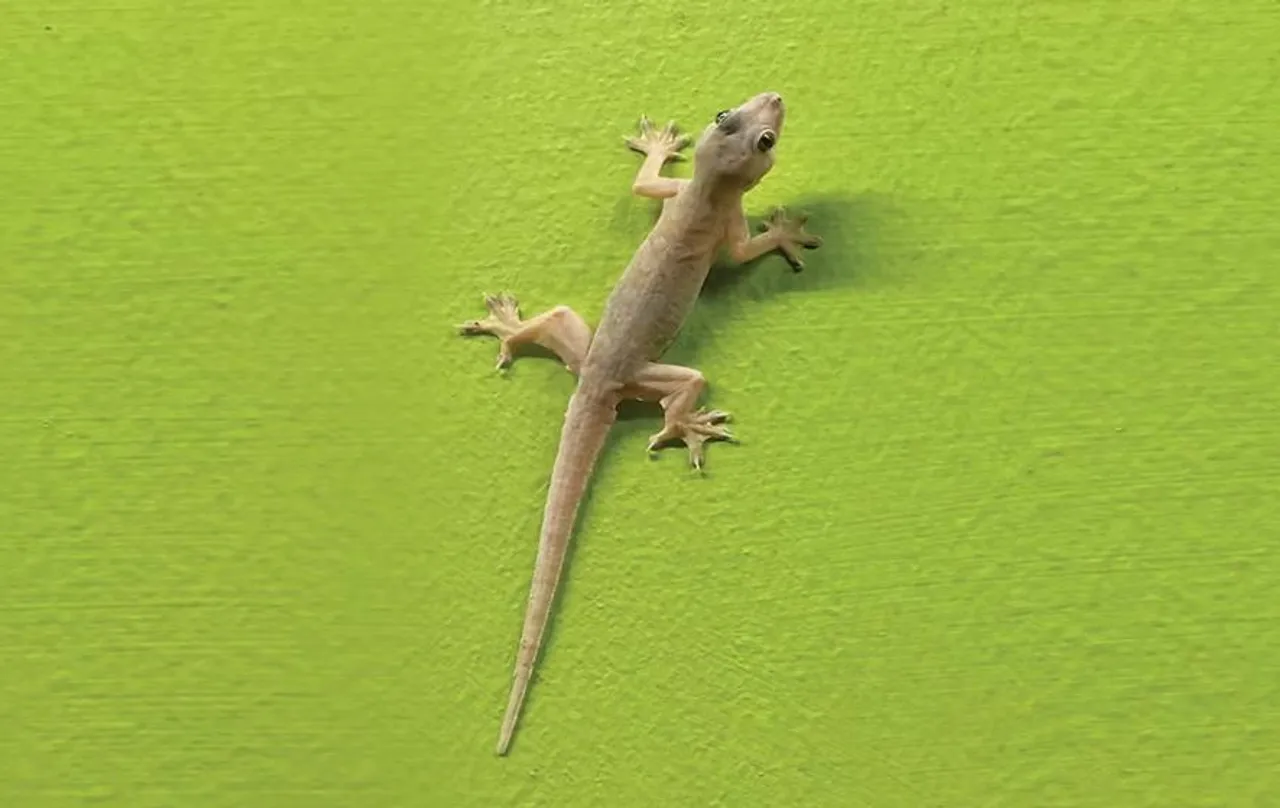 Chipkali Bhagane ka Upay: छिपकली से छुटकारा पाने के लिए घरेलू नुस्खे, जानें यहां