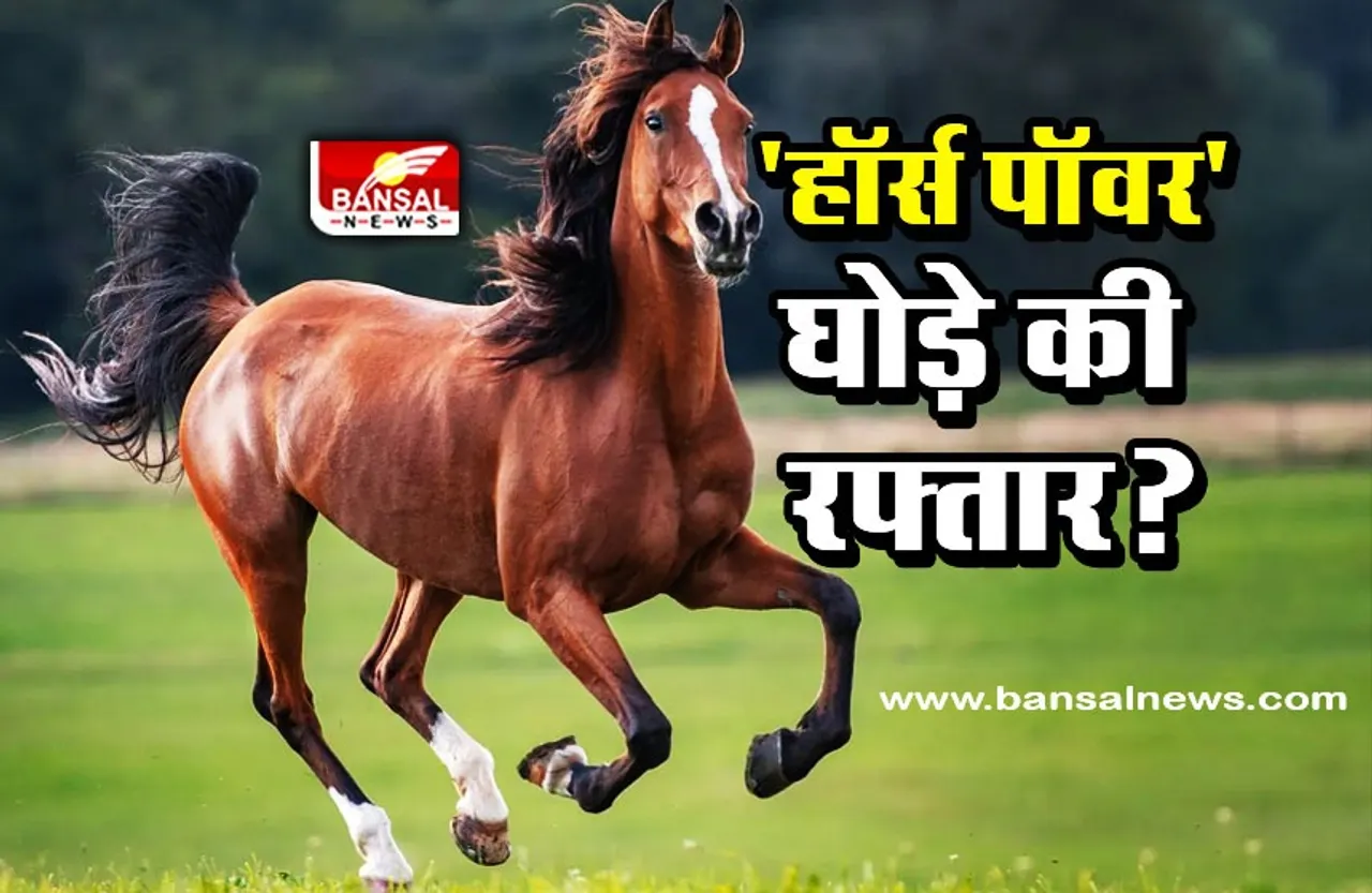 क्या है घोड़े की रफ्तार और कितने हॉर्सपावर की होती है शक्ति