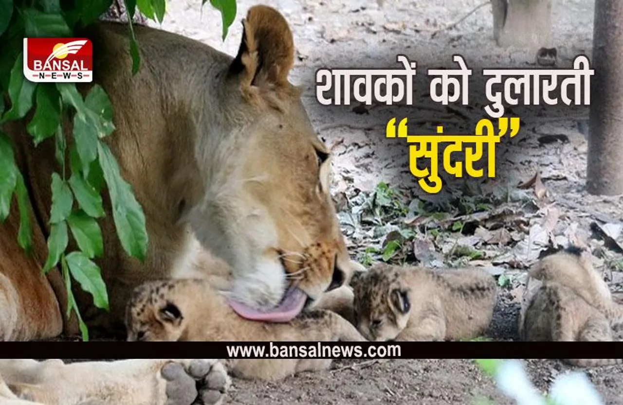 Indore Zoo: इंदौर के कमला नेहरू प्राणी संग्रहालय से आई बड़ी खुशखबरी, 