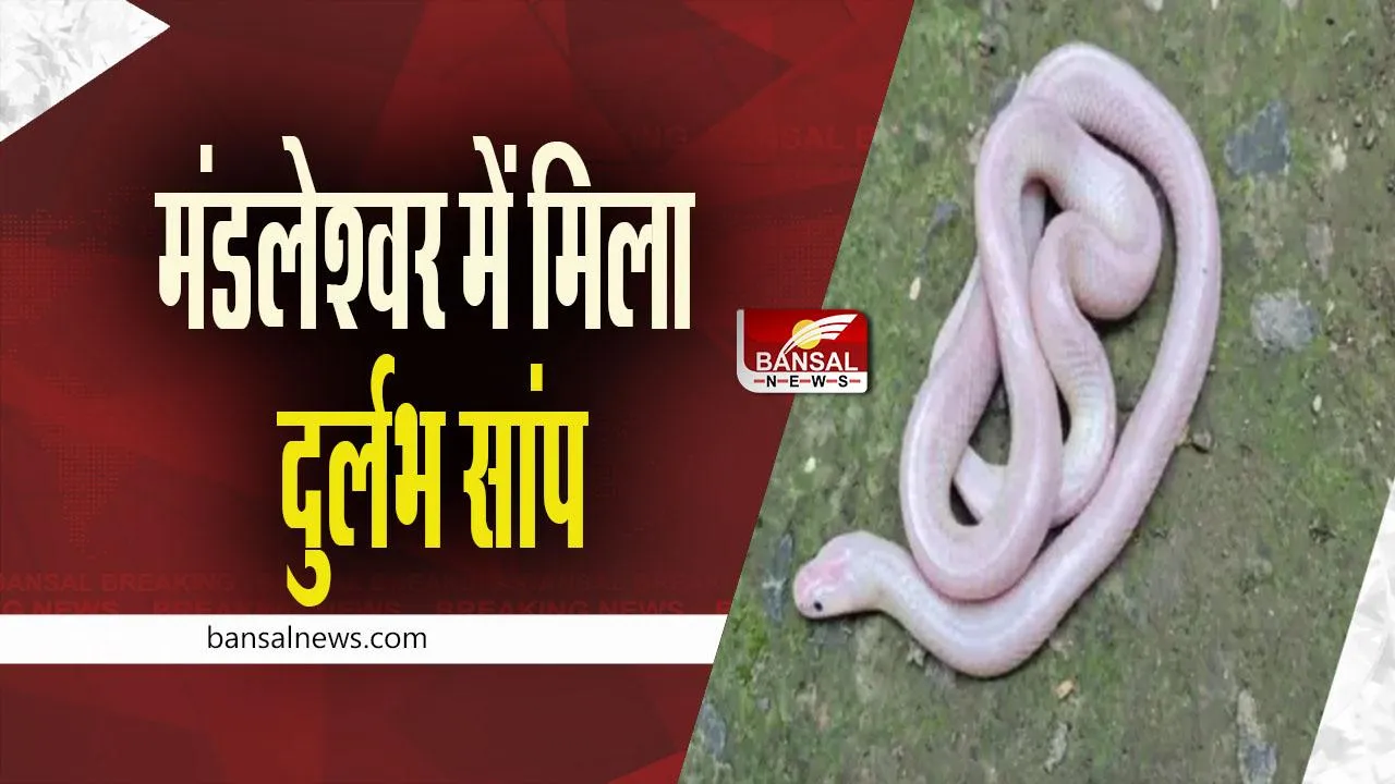 white colored snake: खरगोन जिले के मंडलेश्वर में मिला दुर्लभ 'व्हाइट करैत सांप', देखें वीडियो