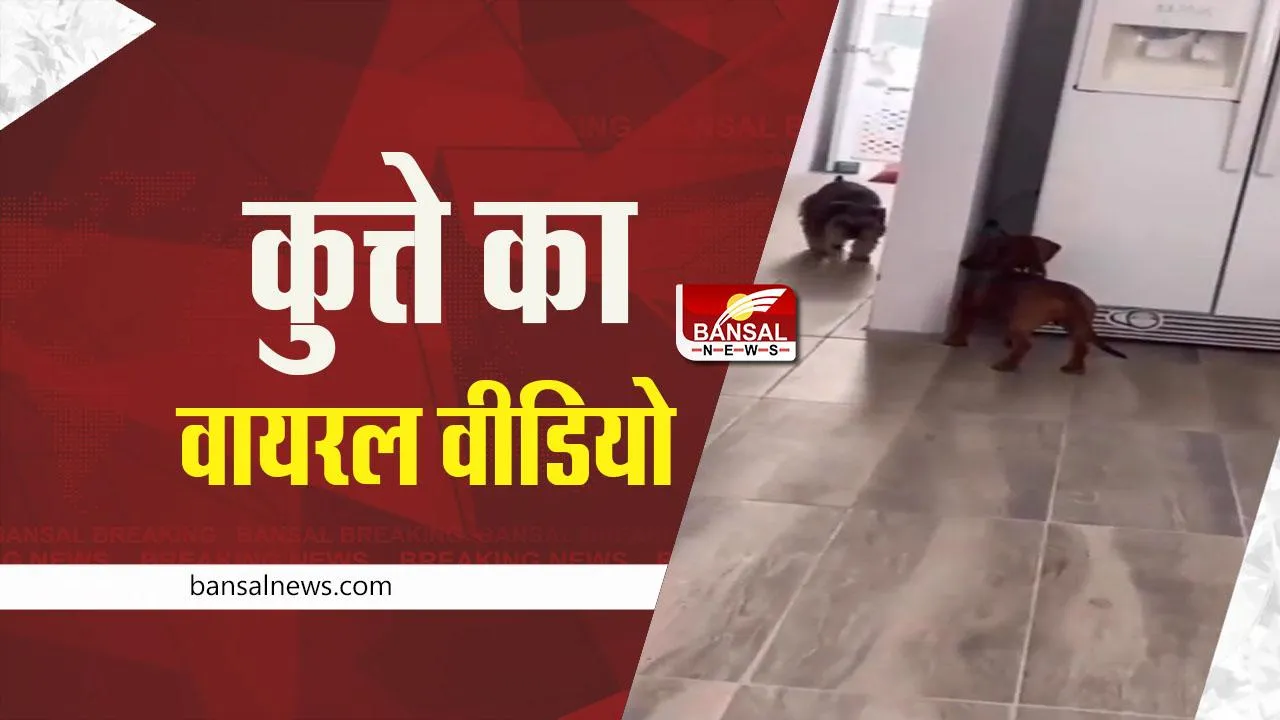 Viral Video: लुका-छुपी खेलते दिखे दो कुत्ते, देखें वायरल वीडियो