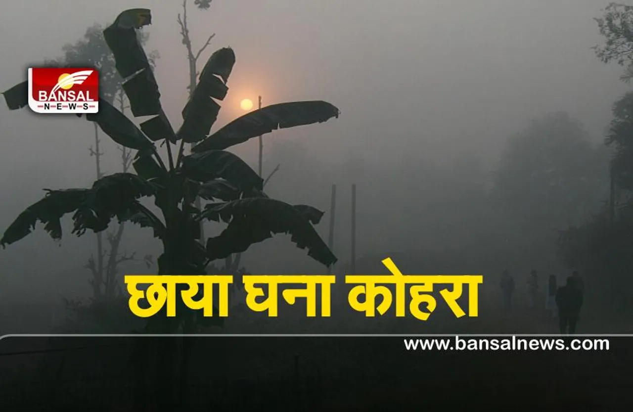 Weather Report : पंजाब और हरियाणा में अभी भी जारी है सदी का सितम,छाया रहा घना कोहरा