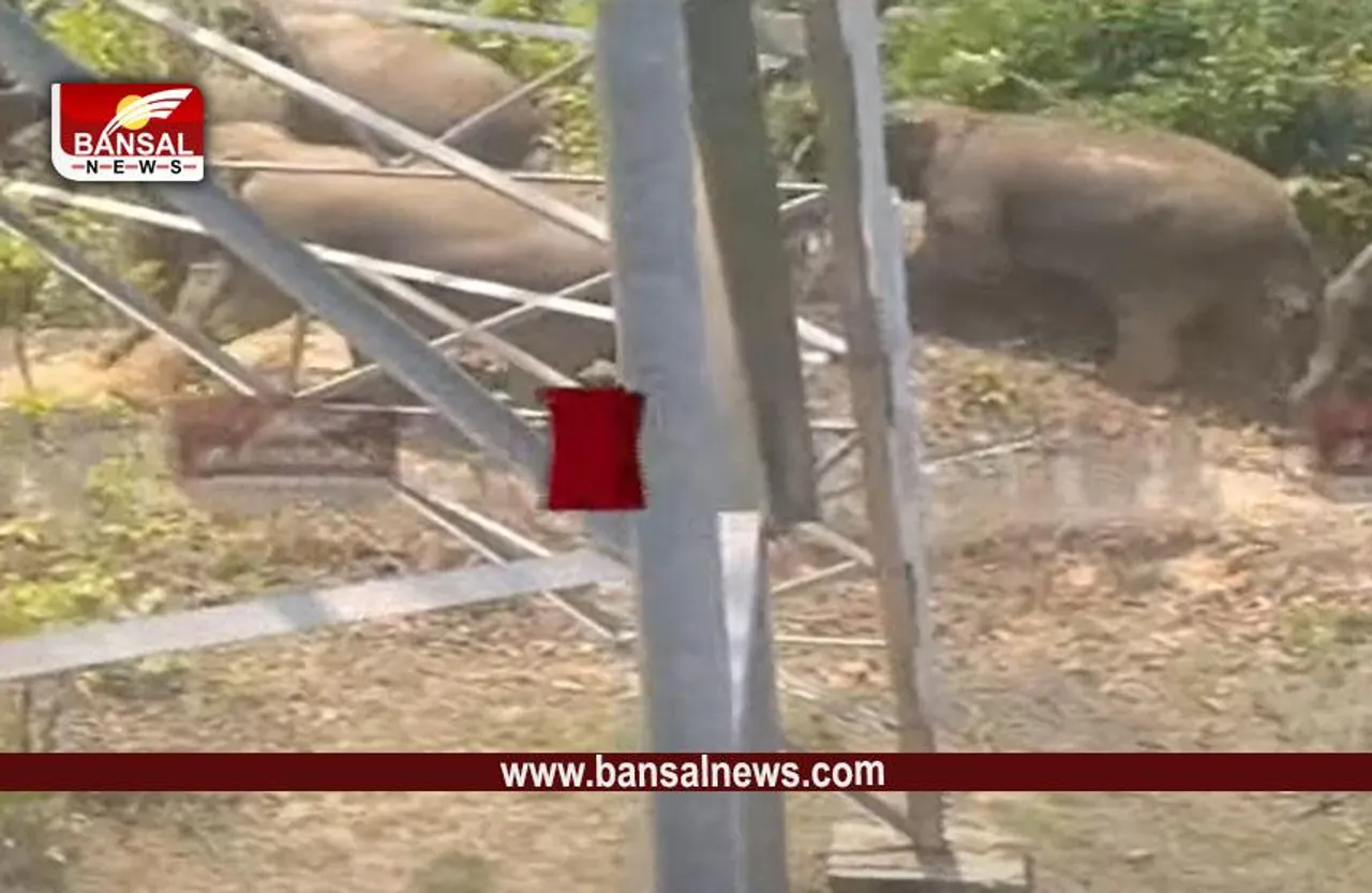 Korba News: कोरबा के रिहायशी इलाकों में पहुंचा एक साथ 40 हाथियों का दल, दहशत में लोग