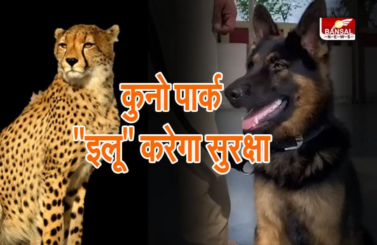 kuno cheetah Illu Dog : अब इलू करेगा कुनो के चीतों की सुरक्षा, पार्क प्रबंधन ने दी पोचिंग-ट्रैकिंग की जिम्मेदारी