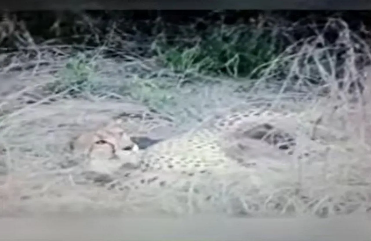 Kuno National Park: चीतों की मौत पर CM ने बुलाई बैठक, क्या कहना है वन्यजीव विशेषज्ञ का