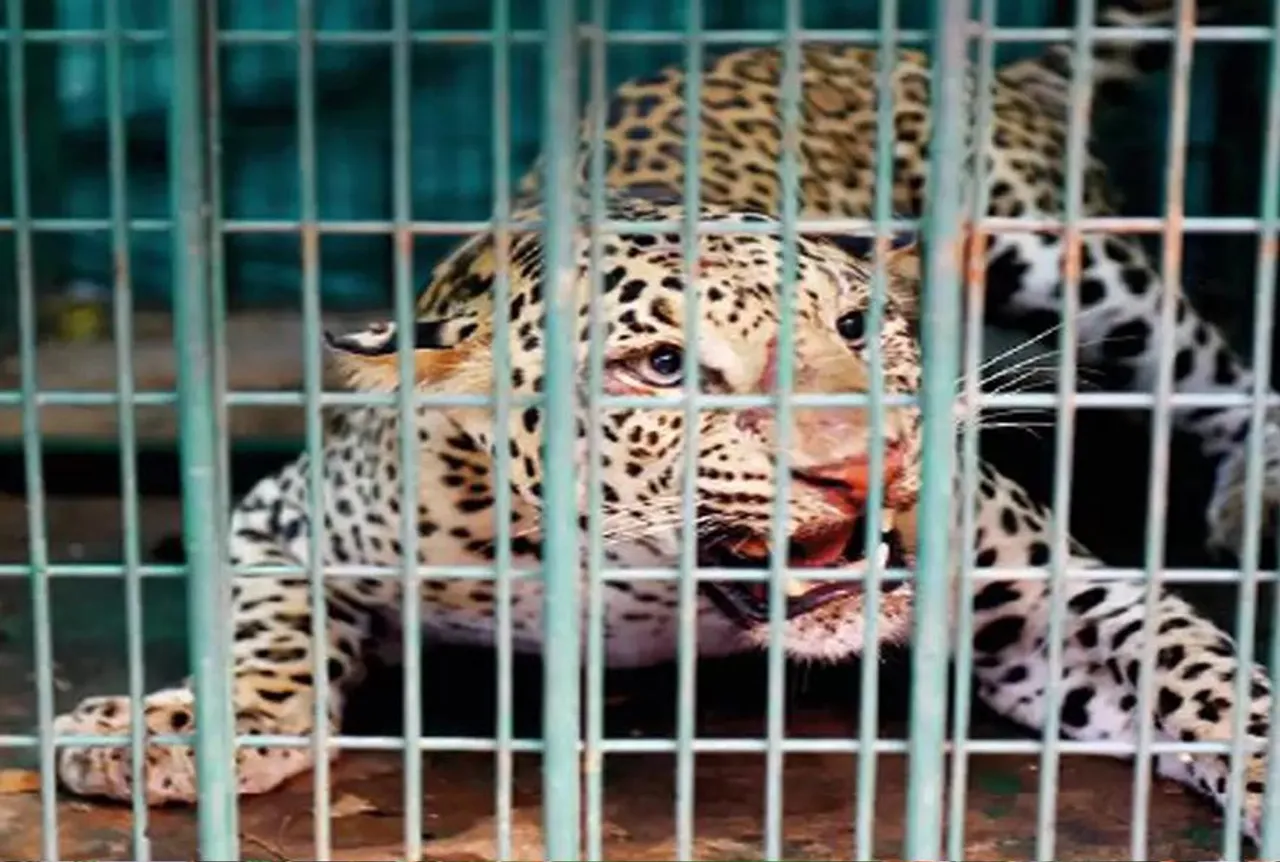 Ratlam News: बोदिना इलाके के ग्रामीणों में दहशत का माहौल, घर में घुसा तेंदुआ