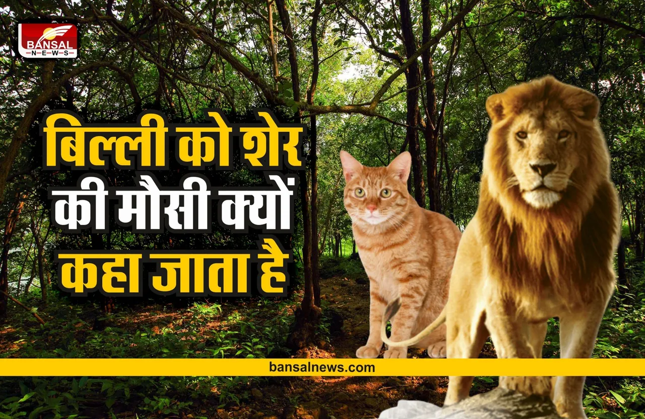 जानना जरूरी है : बिल्ली को शेर की मौसी क्यों कहा जाता है, क्या आप जानते है?