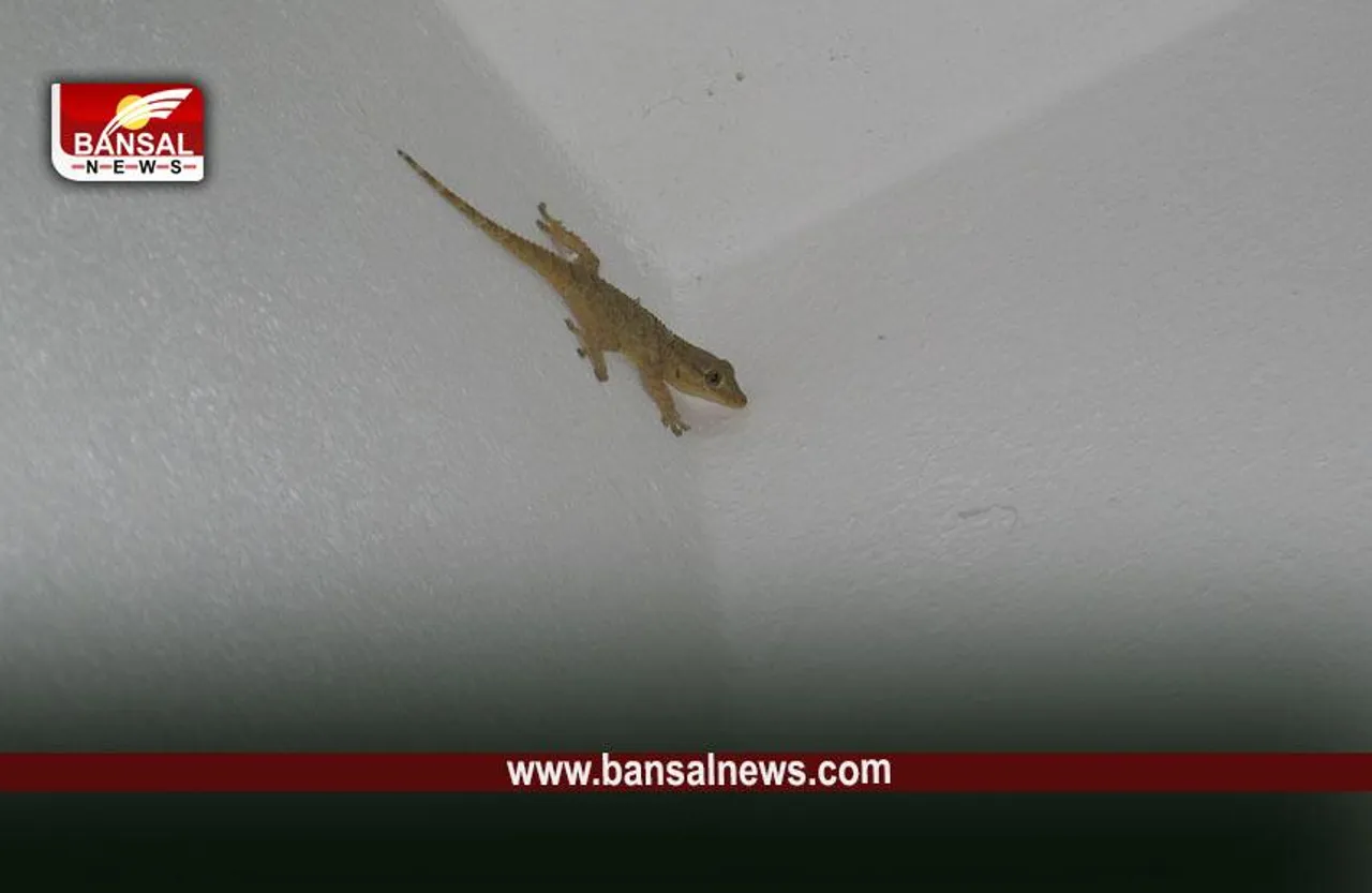 Lizard: इस दिन घर के मंदिर में काली छिपकली का दिखना, किस बात का है संकेत