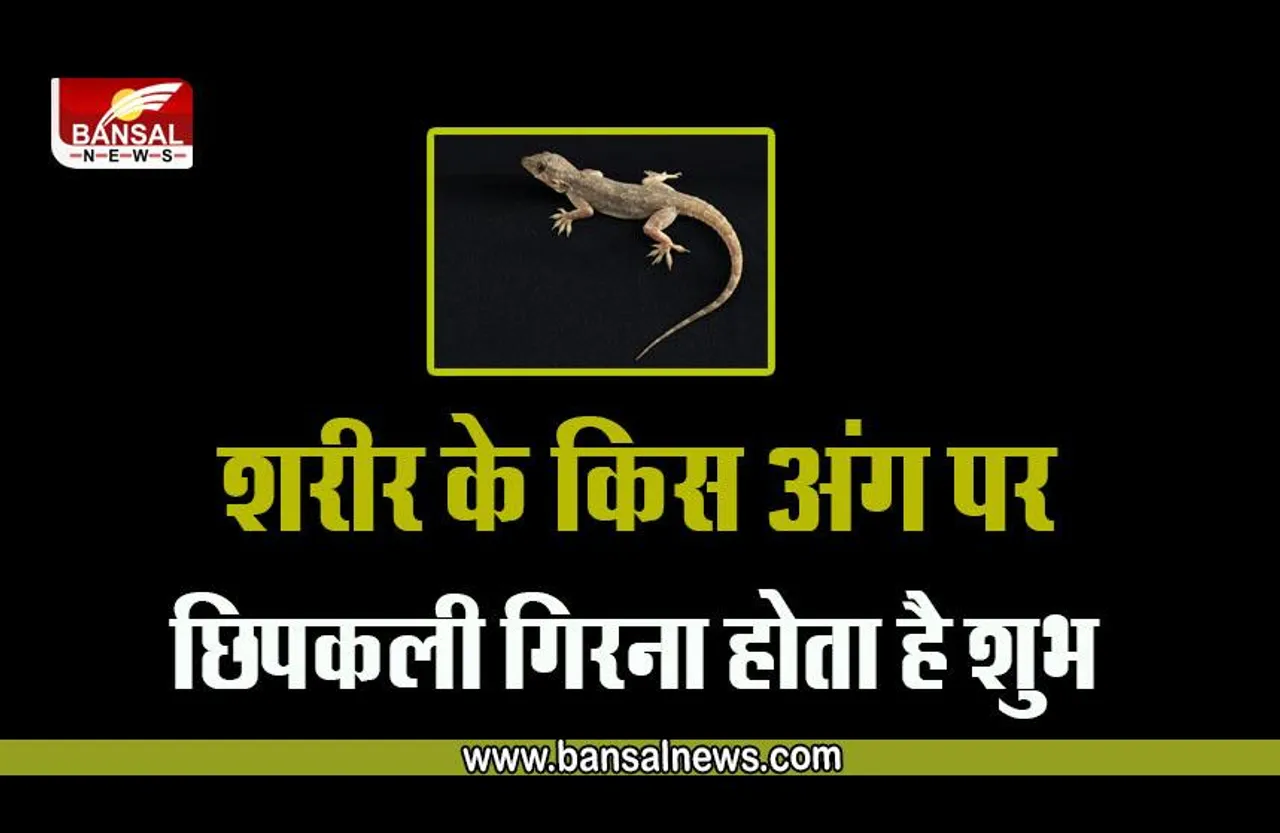 Lizard : छिपकली का दिखना शुभ-अशुभ? क्या है दीपावली पर मंदिर-किचिन में छिपकली दिखने के संकेत