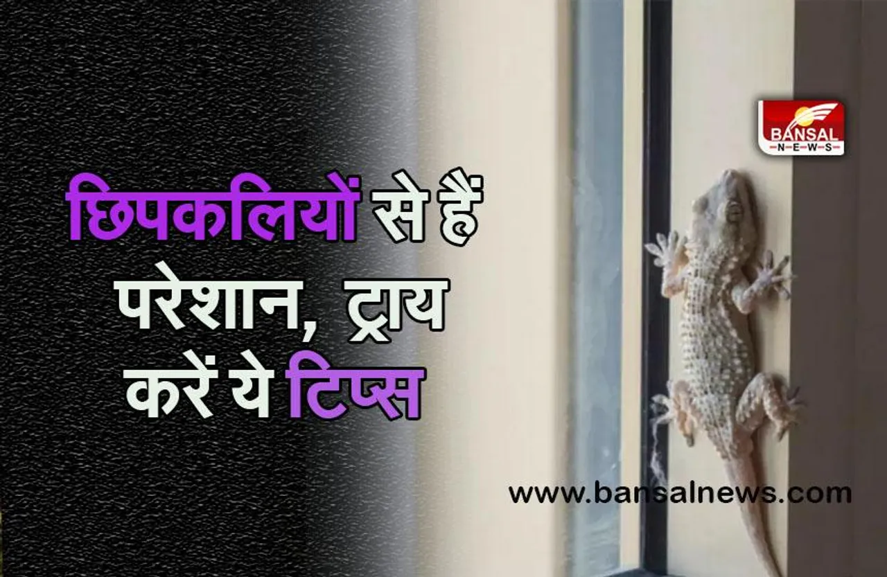 Home Remedies For Lizard :  क्या आपके घर में बढ़ रही हैं छिपकलियां, इन उपायों से कर सकते हैं छू मंतर