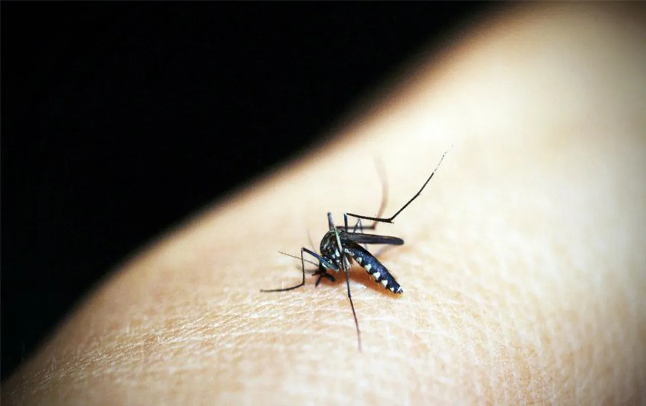 Dengue Fever Prevention Tips: डेंगू बुखार से बचने के लिए अपनाएं ये घरेलू नुस्खे, जल्द दिखने लगेगा असर