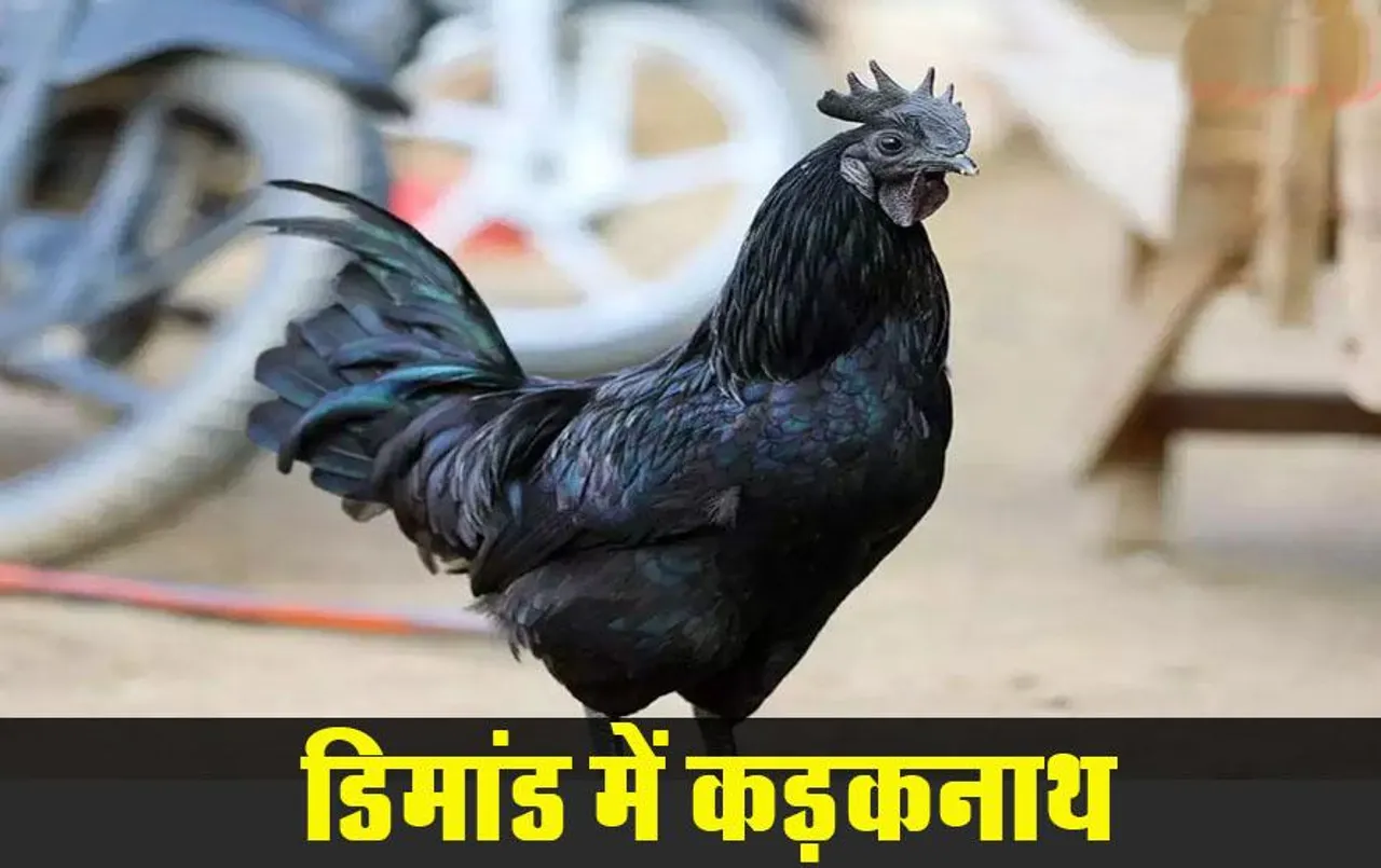 MP News: ग्वालियर के कड़कनाथ मुर्गे की राजस्थान, यूपी और दिल्ली में बड़ी डिमांड, तीन माह की वेटिंग