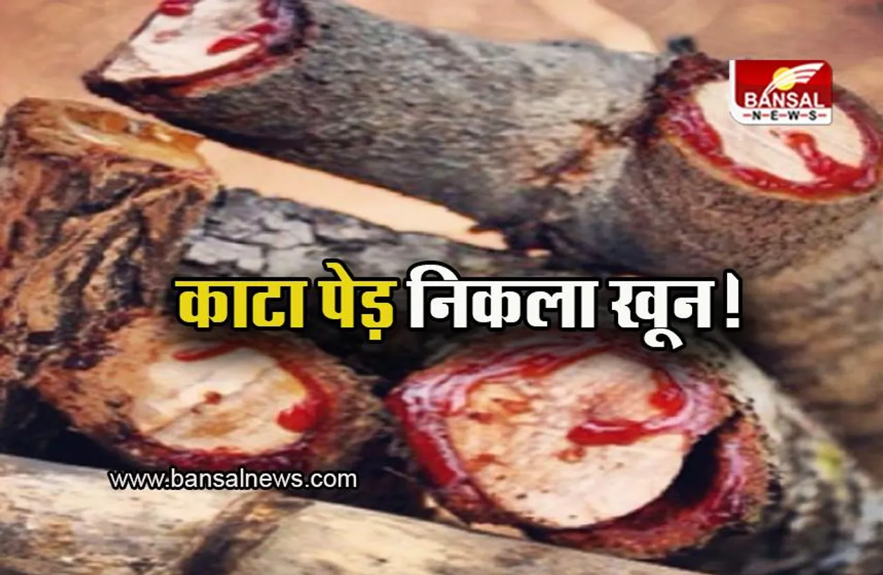 Bloodwood Tree: इस पेड़ को काटने पर निकलने लगता है खून! जानिए रहस्यमयी पेड़ के बारें में