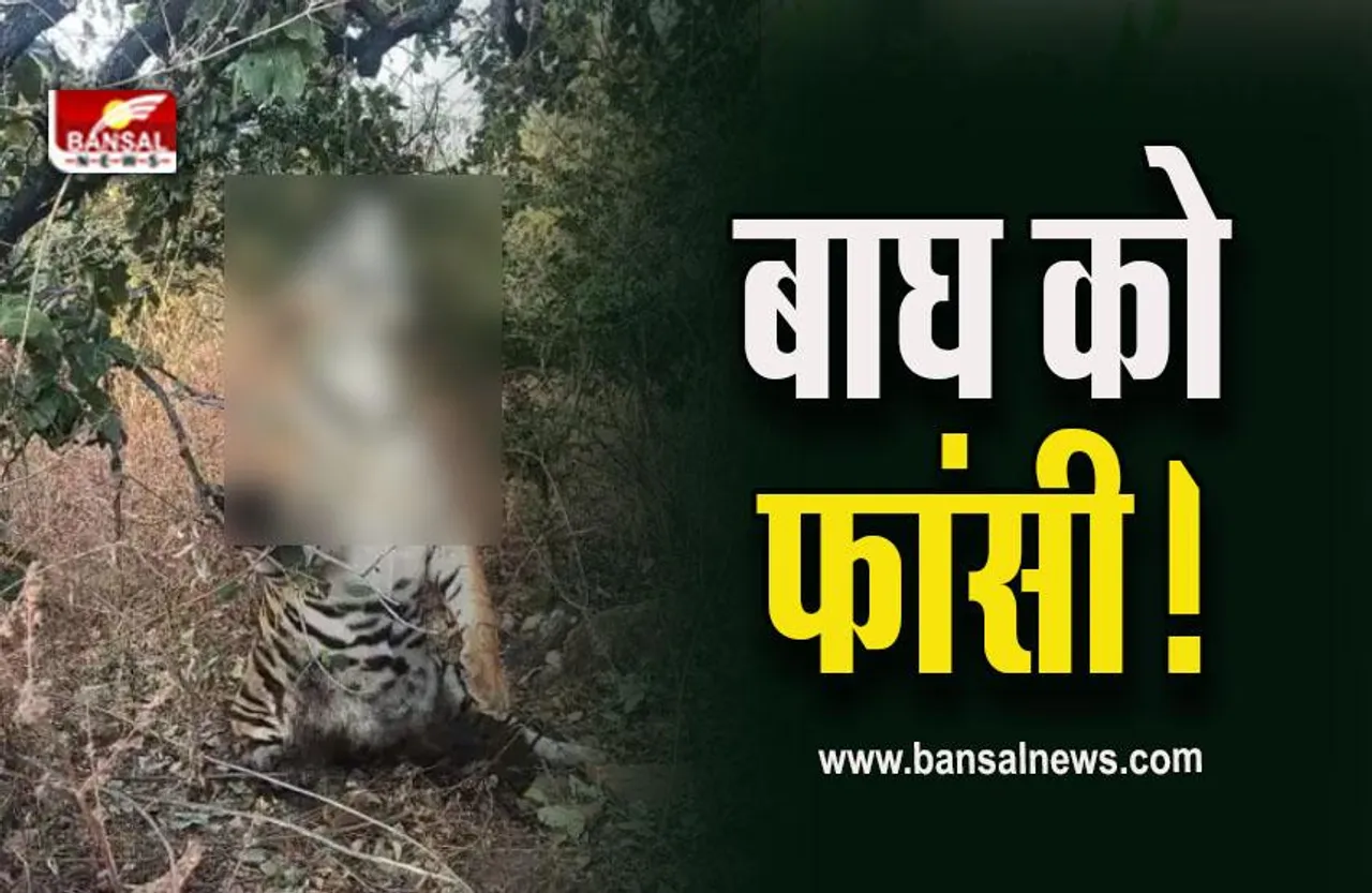 Panna Tiger Death : पन्ना में फांसी पर बाघ! वन विभाग में हड़कंप