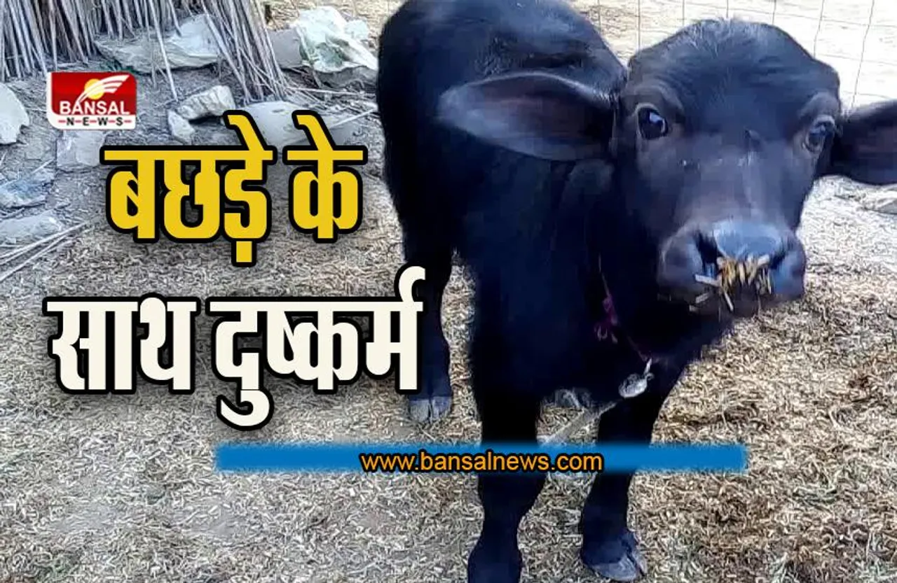 Maharashtra News: शर्मनाक कृत्य ! कलयुगी युवक ने किया भैंस के नन्हे बछड़े के साथ दुष्कर्म, आरोपी गिरफ्तार