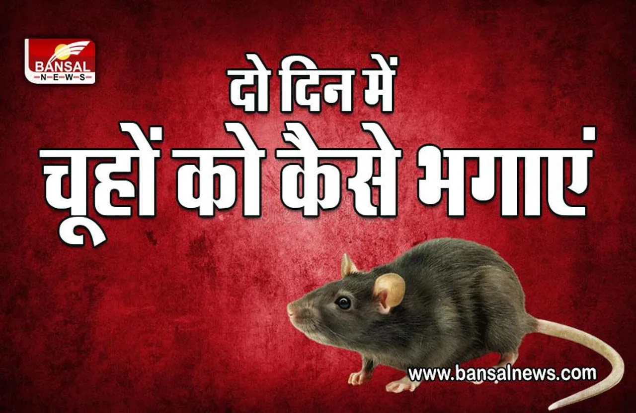 How to Get Rid of Rats : घर में है चूहों का आतंक, चाहते हैं छुटकारा, ये हैं रामबाण उपाय