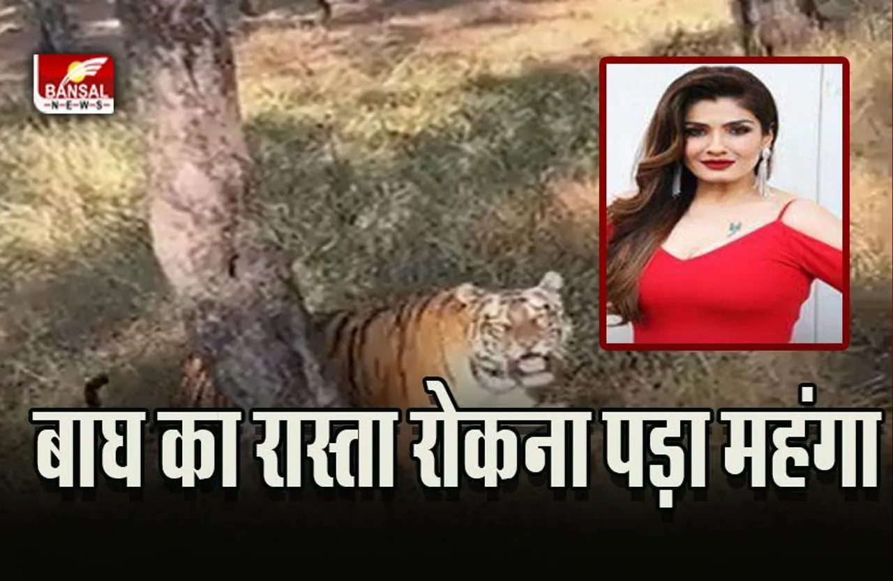 Raveena Tandon : वीडियो बनाने के लिए रवीना टंडन ने रोका बाघ का रास्ता, दहाड़ा बाघ, जांच के आदेश