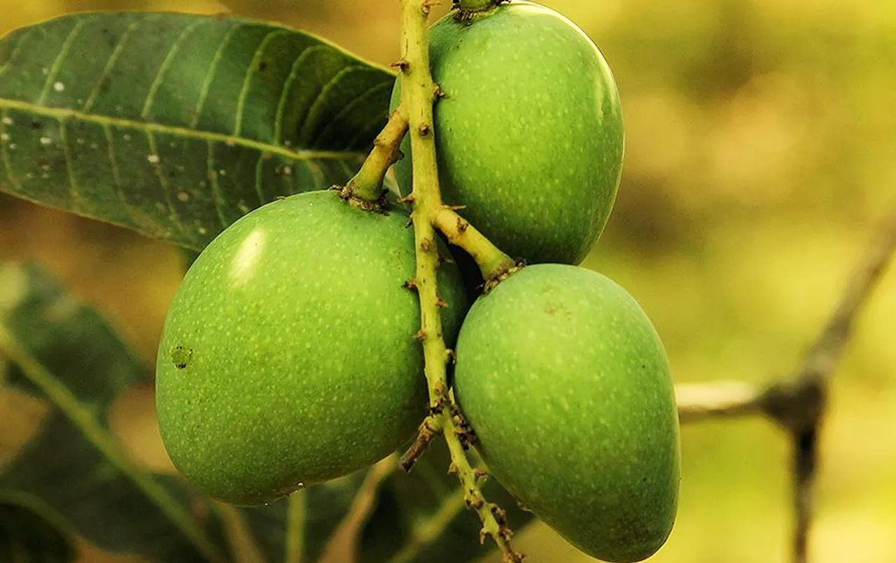 Raw Mango Benefits: गुणों की खान है हरा आम, जानिए कच्चा आम खाने के फायदे