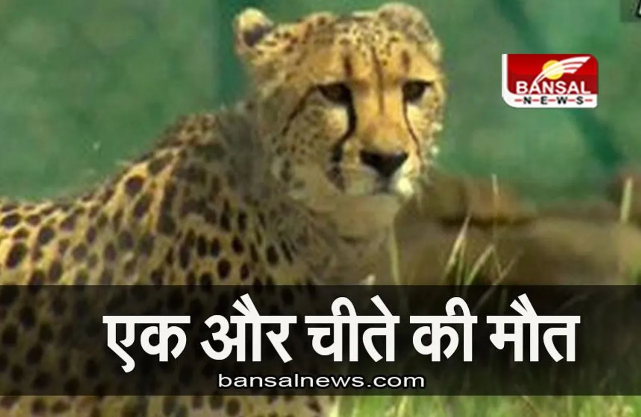 MP NEWS: कूनो नेशनल पार्क में एक और चीते की गई जान, मौत की वजह बीमारी नहीं